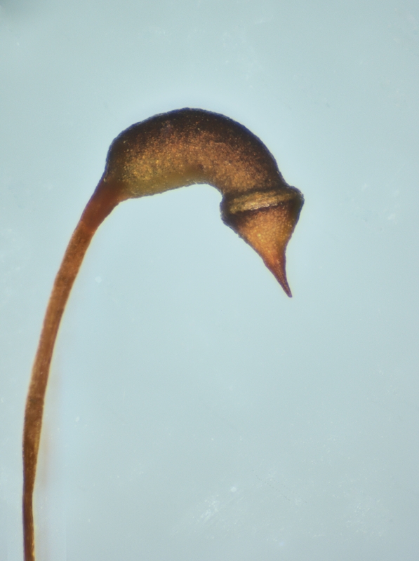 Sanionia uncinata
